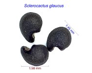 Sclerocactus glaucus EM.jpg1.jpg
